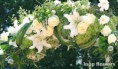/album/menyasszonyi-csokrok/san-francisco-event-flower-jpg1/